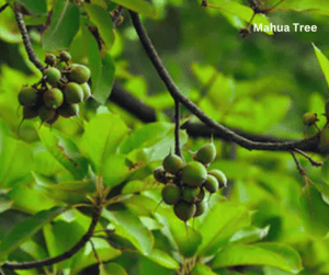 Mahua Tree Information